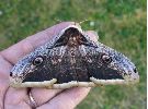 femelle de Saturnia pyri