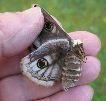 Petit paon de nuit (pavonia) abdomen de femelle avant ponte
