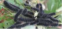 Petit paon de nuit (pavonia) chenilles au stade 2, photo 2