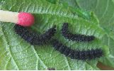 Petit paon de nuit (pavonia) chenilles au stade 2, photo 1