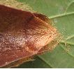 Petit paon de nuit (pavonia) cocon, détail de la partie apicale 