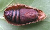 Petit paon de nuit (pavonia) chrysalide dans son cocon