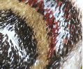 Ocelle du Petit paon de nuit (pavonia), détail de l'écaillure