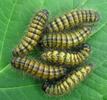 Buc&eacute;phale (Phalera bucephala), chenilles en pr&eacute;-nymphose.
