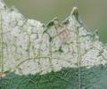 Bucéphale (Phalera bucephala),  décapage foliaire de l'épiderme, photo 1.