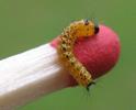 Buc&eacute;phale (Phalera bucephala), chenille  en fin du 1e stade, photo 1.