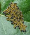 Buc&eacute;phale (Phalera bucephala), groupe de chenilles venant de passer en "L2".