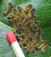Buc&eacute;phale (Phalera bucephala), groupe de chenilles venant de passer en "L2", avec allumette-&eacute;chelle.