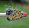 Buc&eacute;phale (Phalera bucephala), chenille au 4e stade larvaire, photo 2.