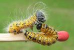 Buc&eacute;phale (Phalera bucephala), chenilles stade 3 et  4, duo comparatif, photo 2.