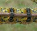 Bucéphale (Phalera bucephala), pattes ventouses de la chenille à terme. (détail)