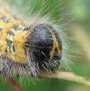 Buc&eacute;phale (Phalera bucephala), portrait (3/4) de la chenille &agrave; terme.
