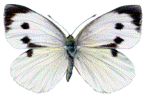 femelle de Pieris brassicae