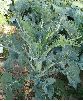 Piéride du chou (Pieris brassicae), dégâts, photo 3