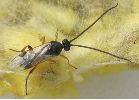 Apanteles glomeratus, en gros plan (photo 1).