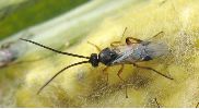 Apanteles glomeratus, en gros plan (photo 1).
