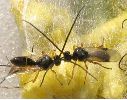 Apanteles glomeratus, duo en gros plan .