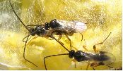 Apanteles glomeratus: accouplement, photo 1
