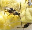 Apanteles glomeratus: accouplement, photo 1