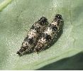 Pi&eacute;ride du chou: chenilles parasit&eacute;es in natura, photo 1