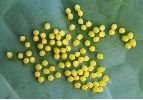 ponte de Pi&eacute;ride du chou (Pieris brassicae)
