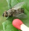 Mouche tachinaire (parasite de pi&eacute;rides du chou) , photo 2.