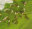 Piéride du chou (Pieris brassicae) chenilles en position "réfrigérante", photo 1.