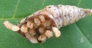 Pi&eacute;ride du chou (Pieris brassicae), chrysalide parasit&eacute;e par Pteromalus, photo 2..