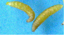 détail de larves d'Apanteles