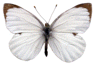 m&acirc;le de Pieris brassicae