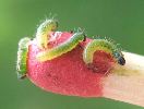 chenilles de Pi&eacute;ride du chou au 1e stade (photo 1)