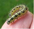 chenille  de Pi&eacute;ride du chou, stade 4 &agrave; 5 (photo 2)