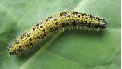 chenille de Pi&eacute;ride du chou