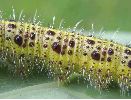 chenille de Pi&eacute;ride du chou, d&eacute;tail du t&eacute;gument