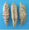 Chrysalides (orient&eacute;es) de la Pi&eacute;ride du chou