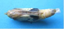 Chrysalide piéride chou (femelle) prête à éclore (vue ventrale)