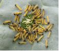 Pieris brassicae (Piéride du chou) chenilles néonates