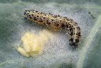 Apanteles glomeratus: chenille avec cocons, photo 1