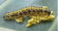 Apanteles glomeratus: chenille avec cocons, photo 2