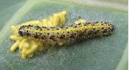 Apanteles glomeratus: chenille avec cocons, photo 3