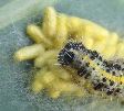Apanteles glomeratus: chenille avec cocons, photo 4