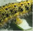 Apanteles glomeratus: sortie des larves,  photo 1