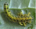 Apanteles glomeratus: sortie des larves,  photo 2