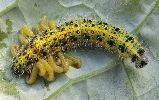 Apanteles glomeratus: sortie des larves,  photo 3