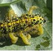 Apanteles glomeratus: sortie des larves,  photo 4
