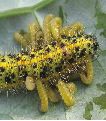 Apanteles glomeratus: sortie des larves, photo 5