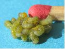 Apanteles glomeratus: tissage du cocon, photo 1