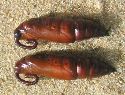 chrysalides de Sphinx du liseron, &agrave; titre comparatif