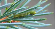 chenilles juv&eacute;niles de Sphinx du pin (clich&eacute; 2)