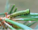 chenilles juv&eacute;niles de Sphinx du pin (clich&eacute; 4)